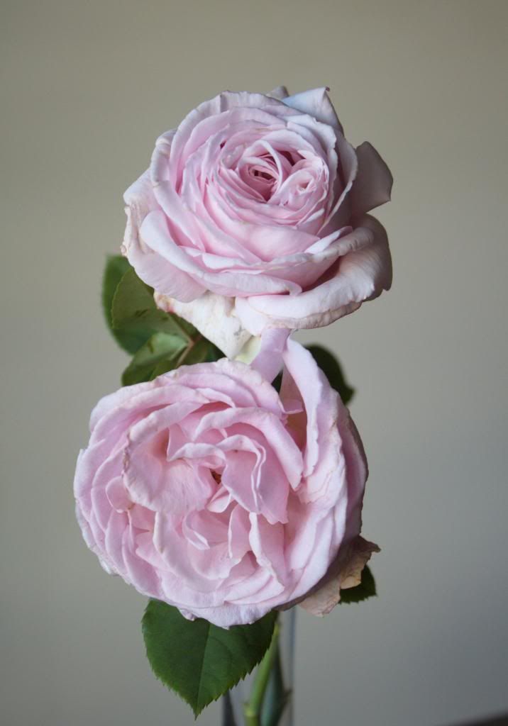  photo FredericMistral_zpsfacd75a4.jpg